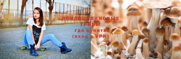 PSILOCYBIN Корсаков